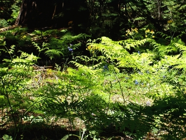 Ferns and flowers