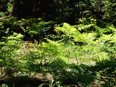 Ferns and flowers