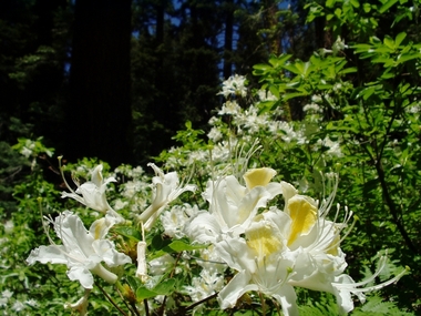 Dogwood or wild azaleas?