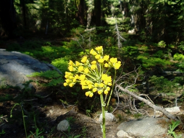 Flower and ferns