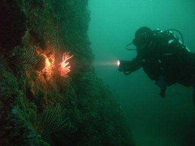 Gorgonian Rock