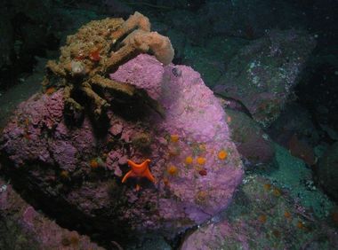 Sheep crab