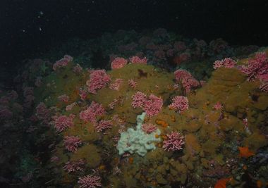 Hydrocoral garden