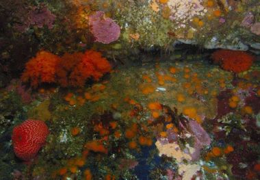 Colorful sea cucumbers