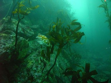 Copper rockfish amongst the kelp
