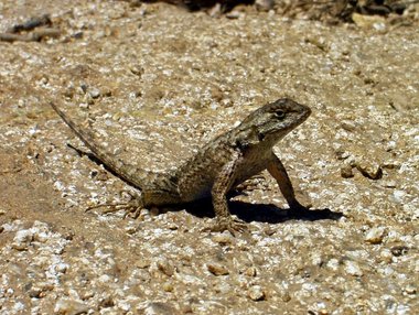 Bluebelly lizard