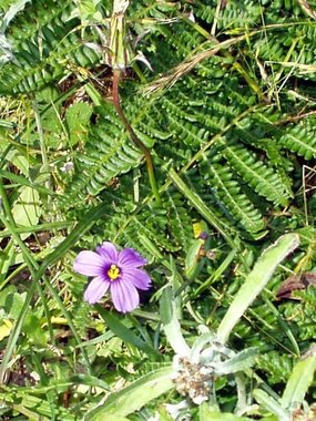 California blue-eyed grass (Sisyrinchium bellum) with fern 