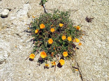 California poppy (Eschscholzia californica)