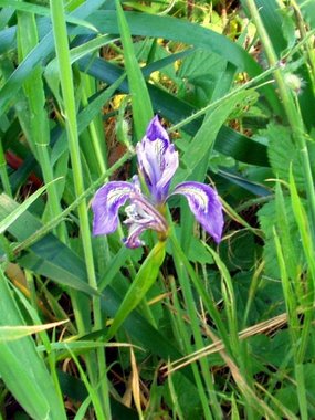 Douglas's iris (Iris douglasiana)