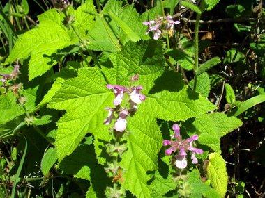 Unknown pea-like flower