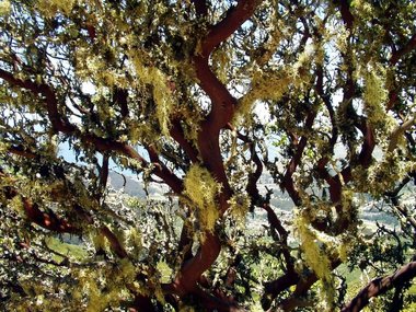 Lichen on manzanita