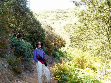 Lori with giant golden chinquapin trees