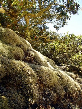 Moss on hillside