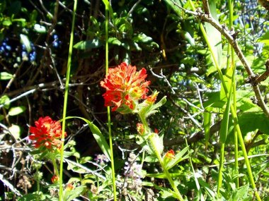 Paintbrush (Castilleja)