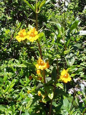Wide throat monkey flower (Mimulus brevipes)