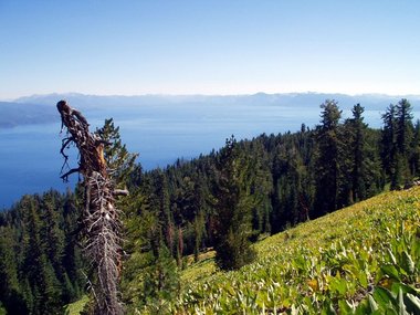 Dead tree and Lake Tahoe