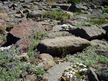 Flowers nestled amongst the rocks
