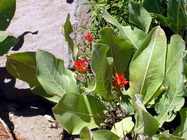 Indian paintbrush nestled in mule ears