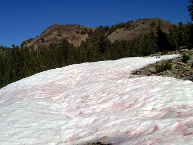 Tracks in the snow lead to Rose Knob Peak
