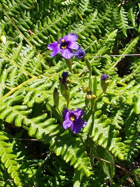 California blue-eyed grass (Sisyrinchium bellum)