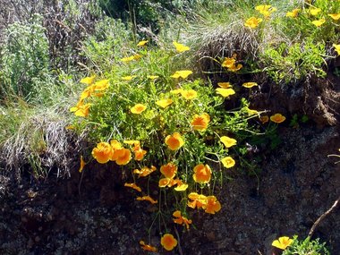 California poppy (Eschscholzia californica)