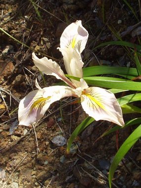 Douglas's iris (Iris douglasiana)