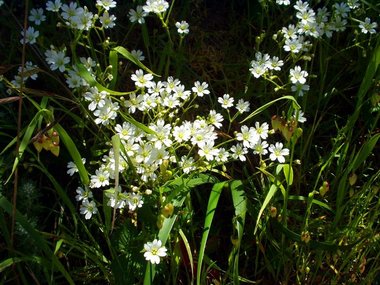 Threadstem flax (Hesperolinon micranthum)