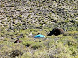 Hiding in the sagebrush