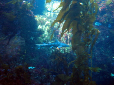 Leopard shark in the kelp forest exhibit