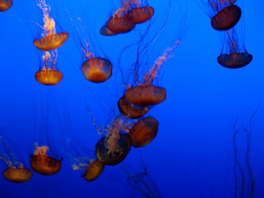 Sea nettles