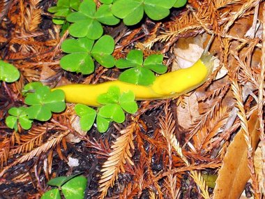 Banana slug