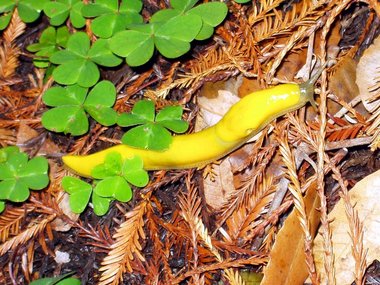 Banana slug