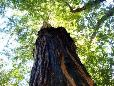Grizzled old redwood