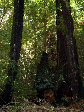 Carcass of a tree