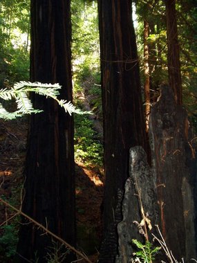Burnt redwoods