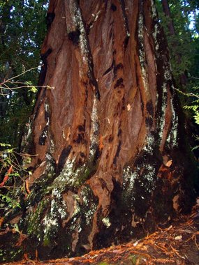 Sculpted bark