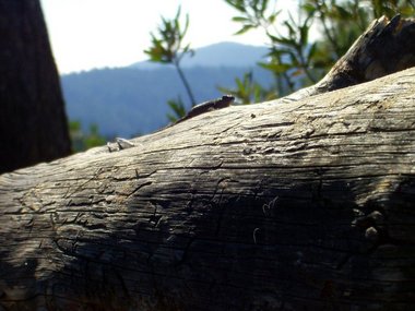 Western Fence lizard