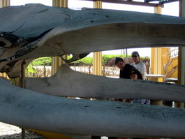 Andrew, Lori, and Bill through the jaws of a whale