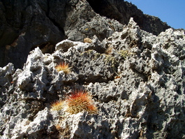 Cactus grows in the coral