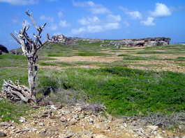 Multiple layers of coral build up as the sea level rises and falls