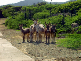 Feral donkeys on the scrimmage line