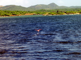 Flamingo flies away