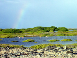 Flamingoes under a rainbow after a downpour
