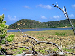 Flamingos gather at a small pond near the entrance of the park