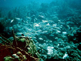 A school of goat fish