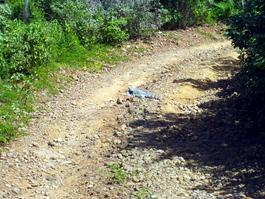 An iguana blocks the road