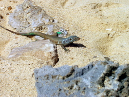 Smart lizard stays off the road