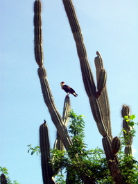 Osprey