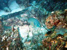 Parrot fish: coral in, sand out