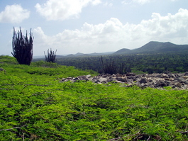 Kadushi cactus and divi trees dominate the landscape